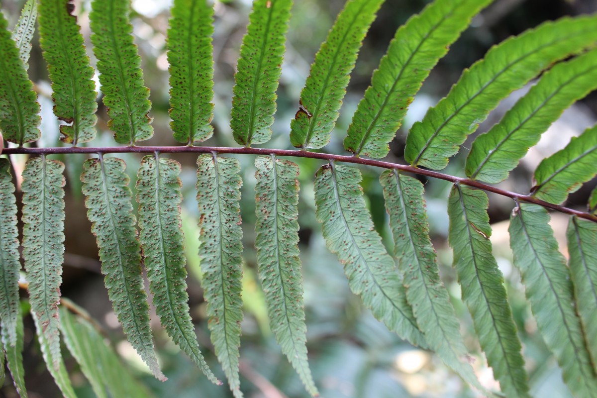 Gymnosphaera gigantea  (Wall. ex Hook.) S.Y.Dong